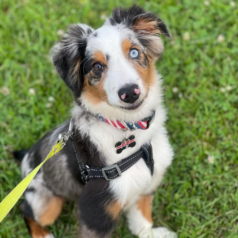 Puppy Training